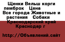 Щенки Вельш корги пемброк › Цена ­ 35 000 - Все города Животные и растения » Собаки   . Краснодарский край,Краснодар г.